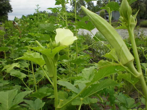 Đậu bắp: Món ngon, thuốc quý