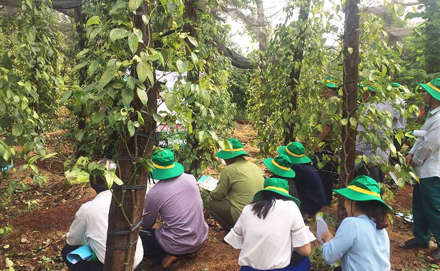 Tập huấn quy trình chăm sóc phục hồi vườn tiêu ở Gia Lai. Ảnh: gialai.gov.vn