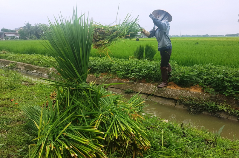 Thân cây "lúa ma" nhìn không khác so với cây lúa nước.